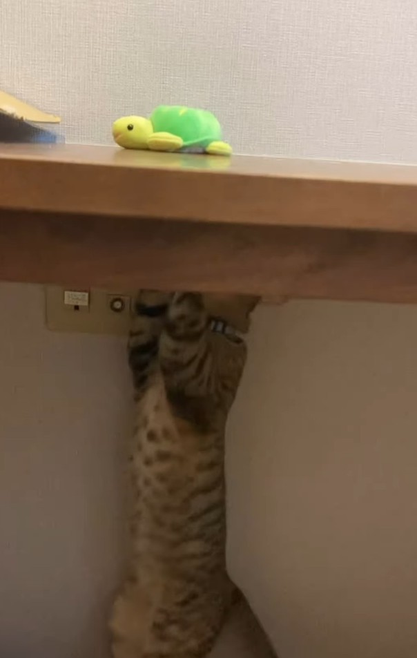 あ…！？（「保護猫あぶら&ぽんず」さん提供、Instagramよりキャプチャ撮影）