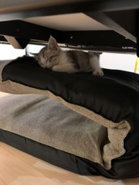 かくれんぼ、得意だよ