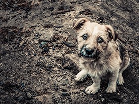 公園に放置されたエサ、食べた犬が死ぬ　有害な化学物質を検出