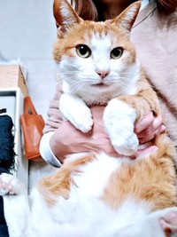 爪切りにも動じないマリーちゃん（画像提供：まりてつさん）