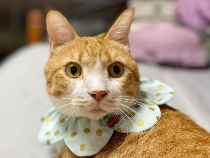 琥吉（たまき）