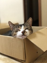 段ボール内で至福の時間を満喫中