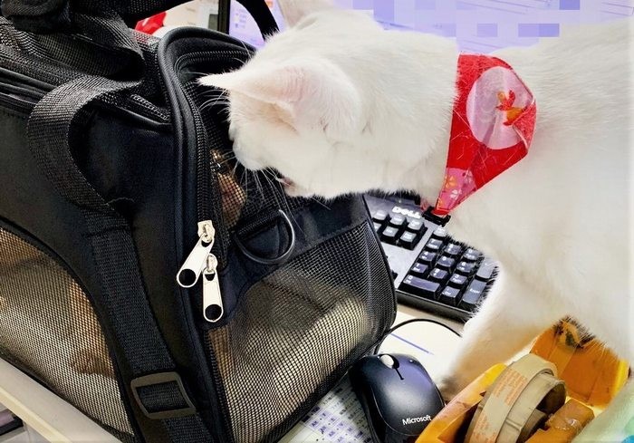 やってきたちくわにシャーするユキ主任（しまや出版提供）