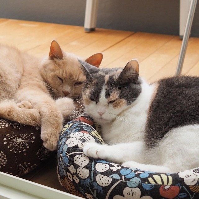 寄り添う姿が可愛い