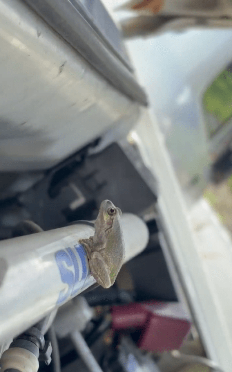 ボンネットを開けたらカエルを発見！