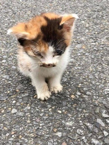 フロリーヌは目ヤニが固まり、目が開けない状態で保護。助けてくれたのは小学生の女の子、ありがとう！（＠bunyapon0110さん提供）