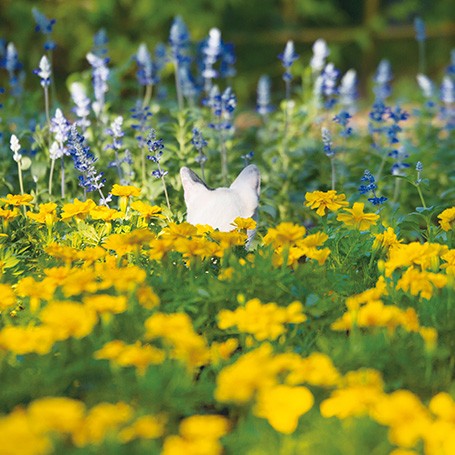 蝶々かと思ったら…（撮影・沖昌之／白夜書房提供）