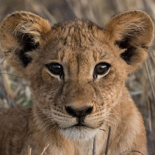 違法転売された子ライオン、3500キロ以上の旅を経て両親と奇跡の再会