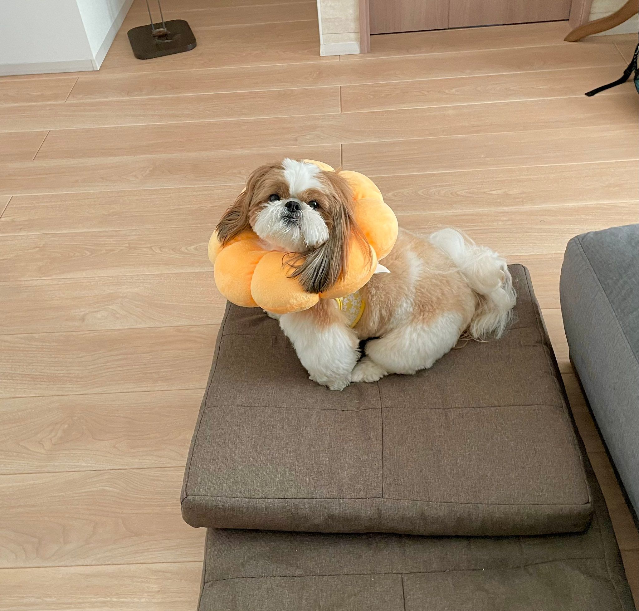 ぽこちゃん、咲きました」ポンデリング型エリザベスカラーをつけた愛犬