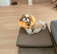 かわいい姿を、じいじとばぁばにも披露したそう