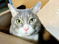 箱の中にすっぽりと入ったソラくん（画像提供：ガウンゼル・チョルサー＝まっちゃこさん）