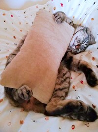 保護後、安心して眠るコイモちゃん（画像提供：ぼんた（小熊香奈子）さん）