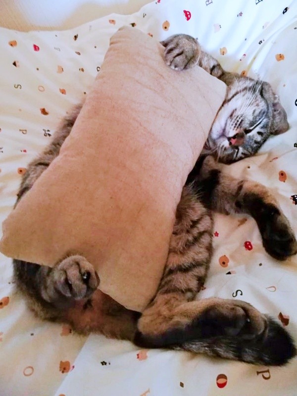 保護後、安心して眠るコイモちゃん（画像提供：ぼんた（小熊香奈子）さん）