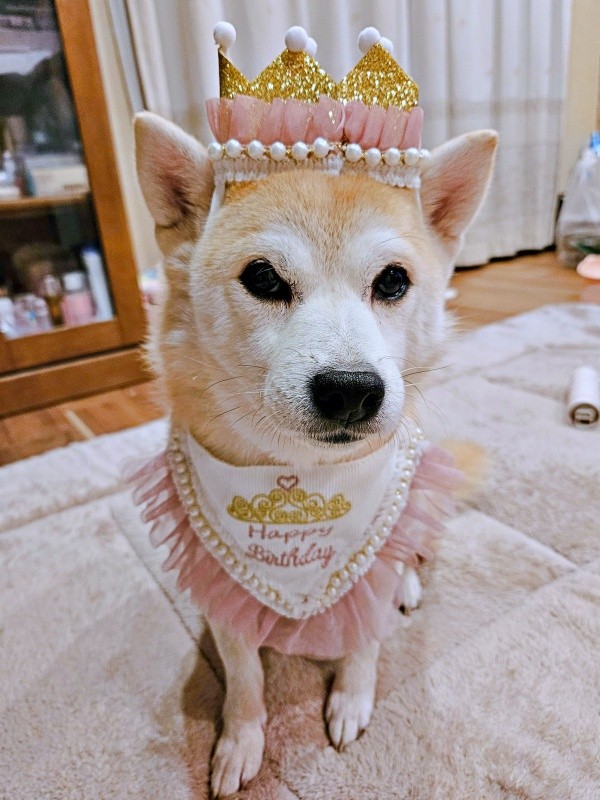 6歳を迎えたツムちゃん（画像提供：ママさん）