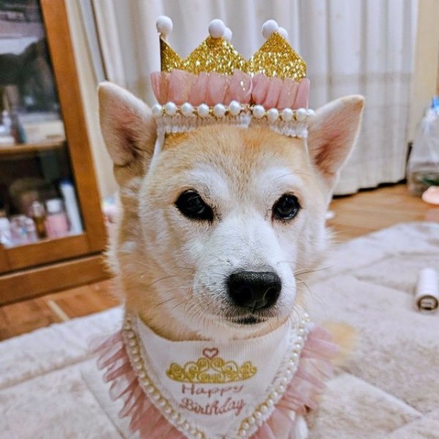 6歳を迎えたツムちゃん（画像提供：ママさん）
