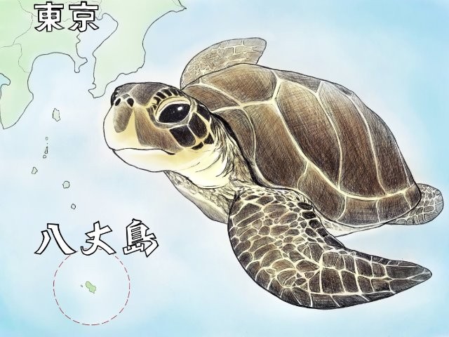 戦国武将 宇喜多秀家も口にした 八丈島 アオウミガメ の煮込み Danro ひとり時間を楽しむメディア