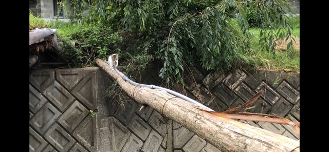 おそるおそる母の後を追う子猫（YouTubeからスクリーンショット）