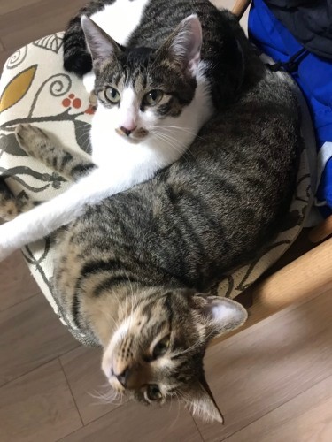 ゆずが寝てるところにすずが来てペロペロ……でもしつこいと、パンチをしあうことも（石川さん提供）