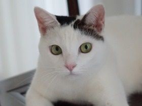 猫と暮らす日々　その手の感触がリアルな羊毛フェルトを生む