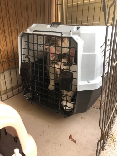 猫たちは何が起きたかわかっていない様子