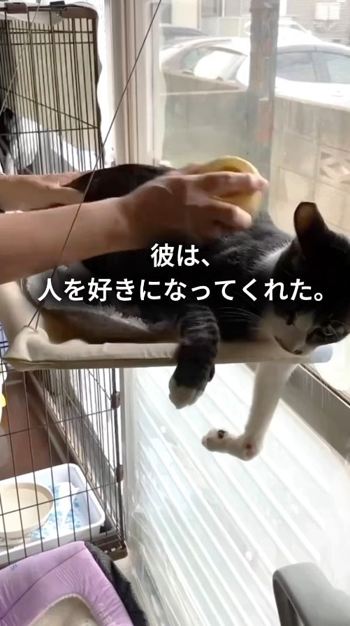はるくんは人間への警戒心が強かったが、再び人を好きになってくれた（保護猫シェルター「はぐみぃハウス」さん提供、Instagramよりキャプチャ撮影）