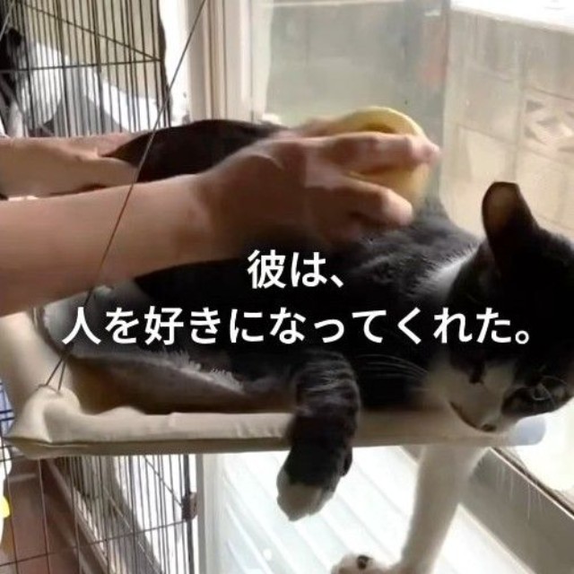 はるくんは人間への警戒心が強かったが、再び人を好きになってくれた（保護猫シェルター「はぐみぃハウス」さん提供、Instagramよりキャプチャ撮影）