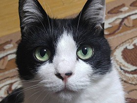 ゴハンちょうだいってば　お鼻の模様がかわいい白黒猫「たまお」