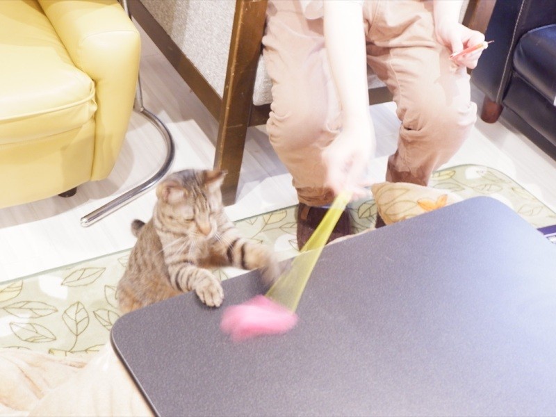 かんたくん。オープン時からいる子で、入居者さんの猫になった