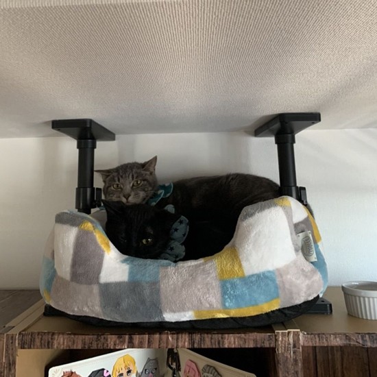 はじめは、本棚の上で２匹でイカ耳に（恵里さん提供）