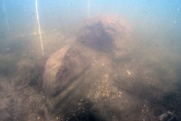 湖中石垣の南側に分布していた石（２０２２年１０月）＝京都橘大提供
