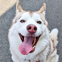 飼い主さんお気に入りの一枚。楽しそうなおもちちゃん（画像提供：ハスキーおもちさん）