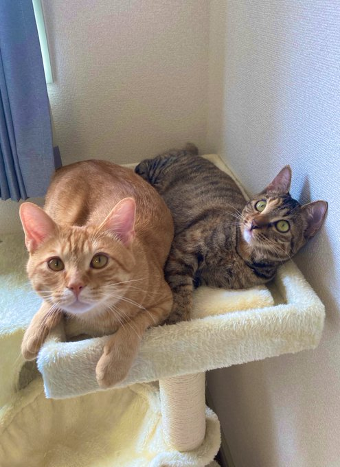 一緒にキャットタワーでゴロン