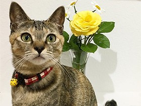 素敵なお花、嬉しいね　元保護猫「ミミ」記念にパチリ