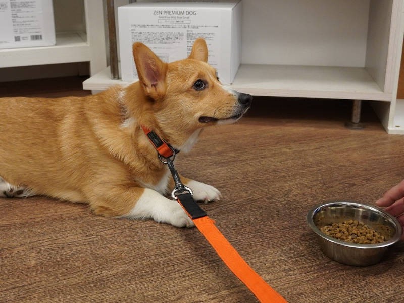 フセ、待てはUGで教わる基本（UG DOGS提供）