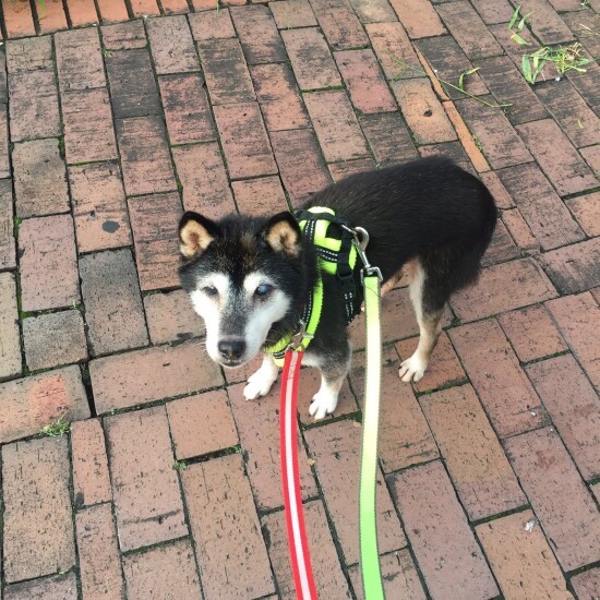 「何かください～！」