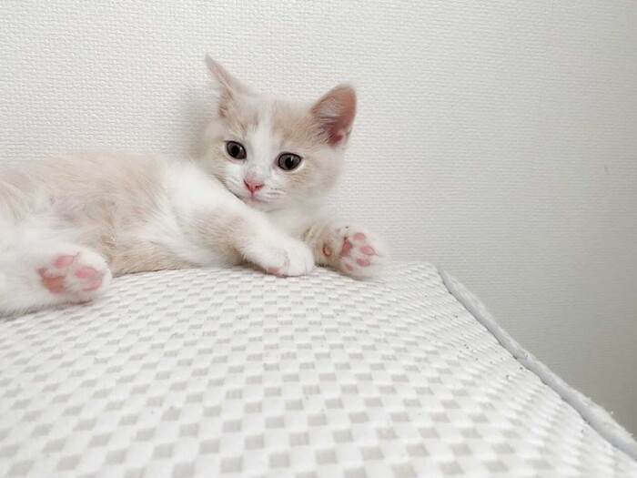 家に来たころの「トマト」