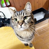 飼い主さんを魅了するキジトラ猫さん（画像提供：はるとさん）