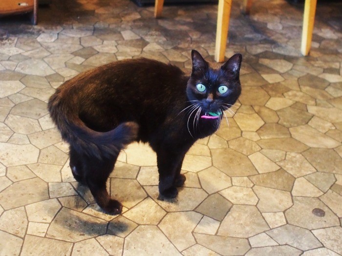 お客さんが入ってくると、うれしくて尻尾がゆらゆら