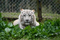 約40年もの飼育実績があるホワイトタイガー（提供：秋吉台サファリランドさん）