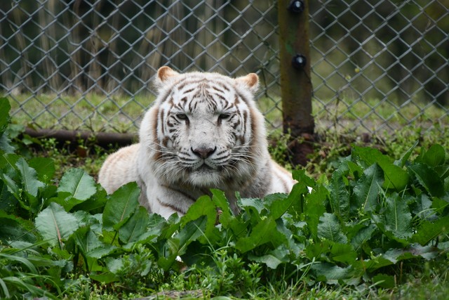 約40年もの飼育実績があるホワイトタイガー（提供：秋吉台サファリランドさん）