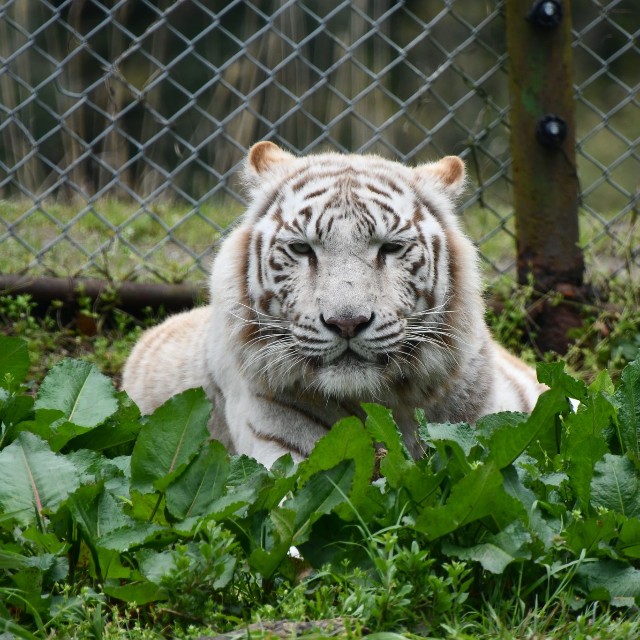 約40年もの飼育実績があるホワイトタイガー（提供：秋吉台サファリランドさん）