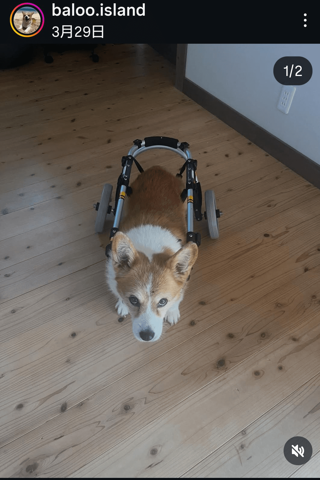 バルーのインスタグラム@baloo.islandより