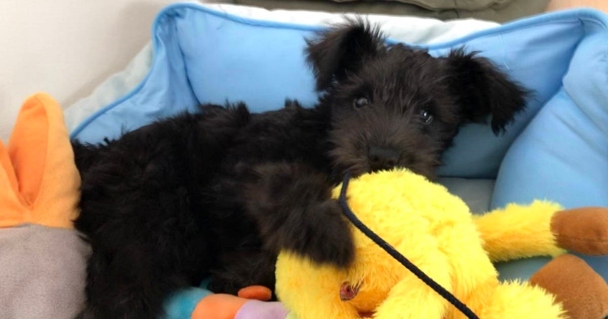 抱っこも散歩も苦手なシュナの子犬 幼稚園に通い３カ月 トレーナーの無情な宣告に涙 犬 猫との幸せな暮らしのためのペット情報サイト Sippo