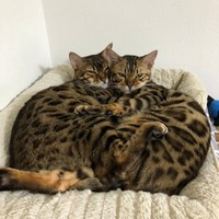 さて、どちらが榎くんでしょう？