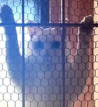 何か言いたげな表情を見せるネコリアンこと爪（ソウ）ちゃん（提供：ジョーは犬&猫と共に古民家で暮らしているさん）