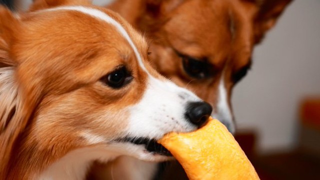 恵方巻きにかぶりつくむうちゃん（画像提供：ちい むう ととろさん）