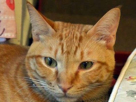 猫の名前ランキング１位は「ココ」、「モモ」の連続１位ならず