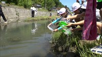 「ホタルが増えますように」　ホタルの幼虫の餌、カワニナを小学生が放流　岡山・真庭市