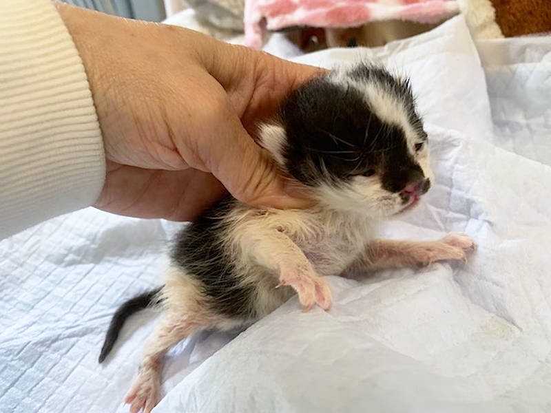 目が開く前の乳飲み子