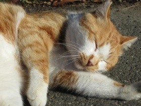 猫の「TNR＋M」を知ってほしい　術後も猫が過ごせる不妊去勢病院の設立を目指す